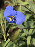 Bulbs & Tubers ~ Commelina dianthifolia, Widow's Tears/Birdbill Day Flower ~ Dancing Oaks Nursery and Gardens ~ Retail Nursery ~ Mail Order Nursery