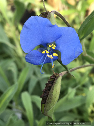 Bulbs & Tubers ~ Commelina dianthifolia, Widow's Tears/Birdbill Day Flower ~ Dancing Oaks Nursery and Gardens ~ Retail Nursery ~ Mail Order Nursery