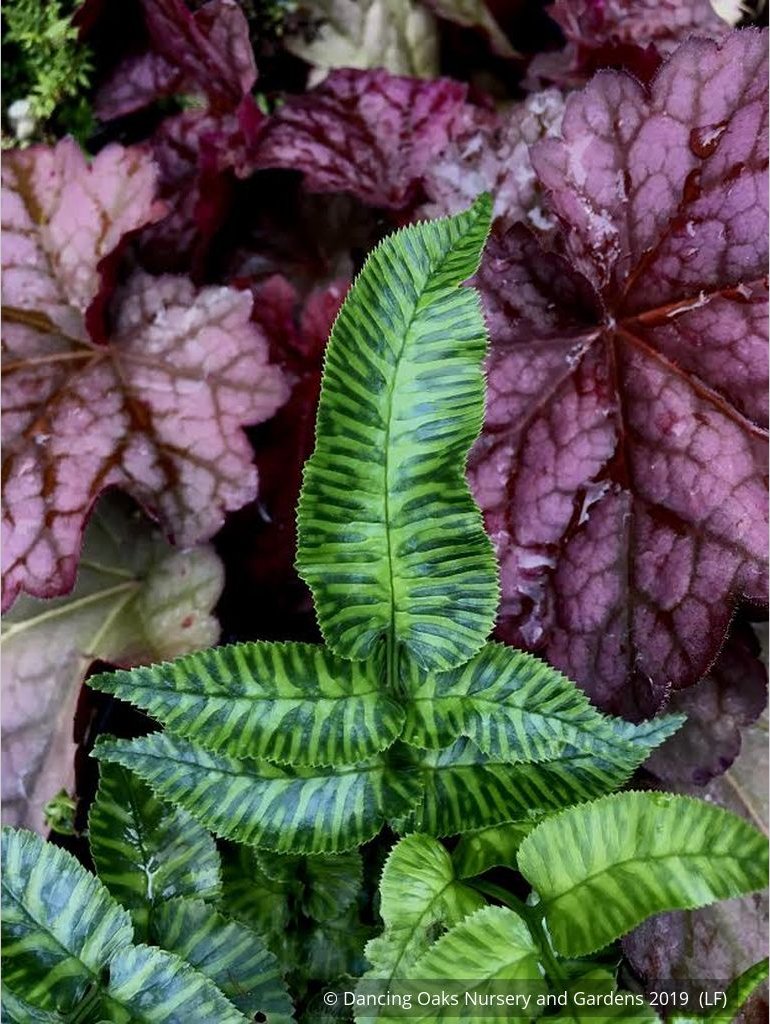 Ferns ~ Coniogramme emeiensis 'Golden Zebra', Striped Mt. Emei Bamboo Fern ~ Dancing Oaks Nursery and Gardens ~ Retail Nursery ~ Mail Order Nursery