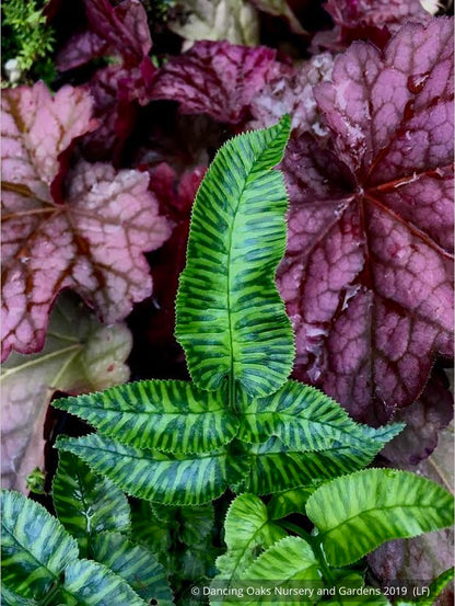 Ferns ~ Coniogramme emeiensis 'Golden Zebra', Striped Mt. Emei Bamboo Fern ~ Dancing Oaks Nursery and Gardens ~ Retail Nursery ~ Mail Order Nursery