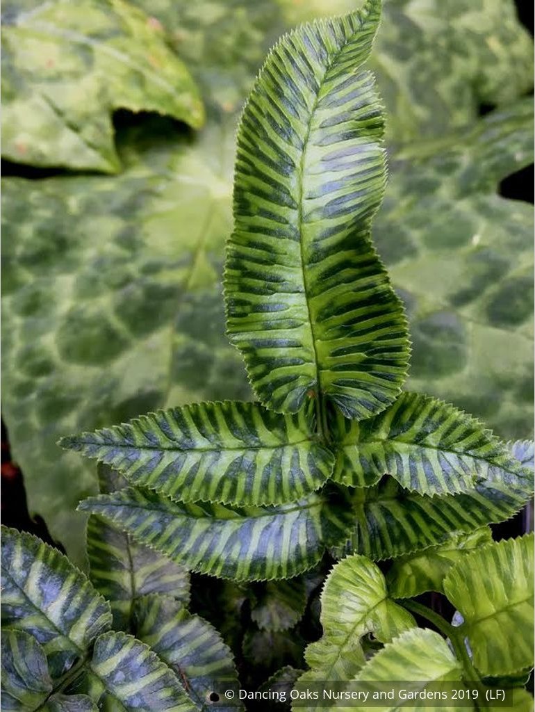 Ferns ~ Coniogramme emeiensis 'Golden Zebra', Striped Mt. Emei Bamboo Fern ~ Dancing Oaks Nursery and Gardens ~ Retail Nursery ~ Mail Order Nursery