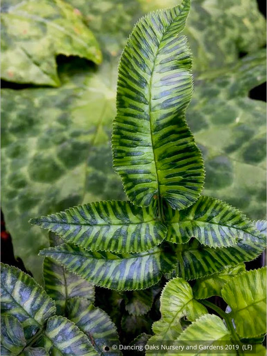 Ferns ~ Coniogramme emeiensis 'Golden Zebra', Striped Mt. Emei Bamboo Fern ~ Dancing Oaks Nursery and Gardens ~ Retail Nursery ~ Mail Order Nursery