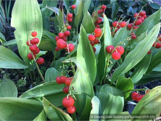 Perennials ~ Convallaria majalis 'Bordeaux', Lily of the Valley ~ Dancing Oaks Nursery and Gardens ~ Retail Nursery ~ Mail Order Nursery