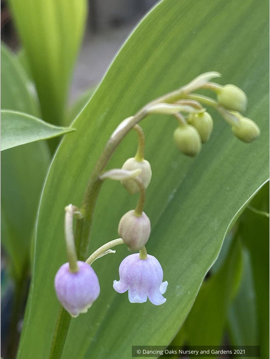 Convallaria majalis v. rosea, Pink Lily of the Valley