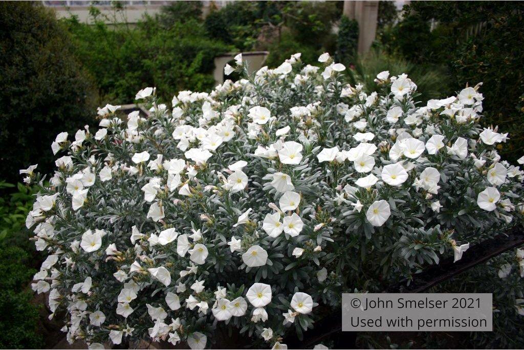 Shrubs ~ Convolvulus cneorum, Silverbush ~ Dancing Oaks Nursery and Gardens ~ Retail Nursery ~ Mail Order Nursery