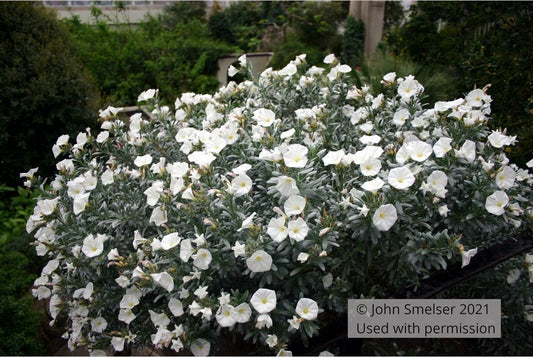 Shrubs ~ Convolvulus cneorum, Silverbush ~ Dancing Oaks Nursery and Gardens ~ Retail Nursery ~ Mail Order Nursery