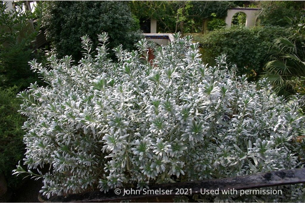 Shrubs ~ Convolvulus cneorum, Silverbush ~ Dancing Oaks Nursery and Gardens ~ Retail Nursery ~ Mail Order Nursery