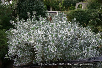 Shrubs ~ Convolvulus cneorum, Silverbush ~ Dancing Oaks Nursery and Gardens ~ Retail Nursery ~ Mail Order Nursery
