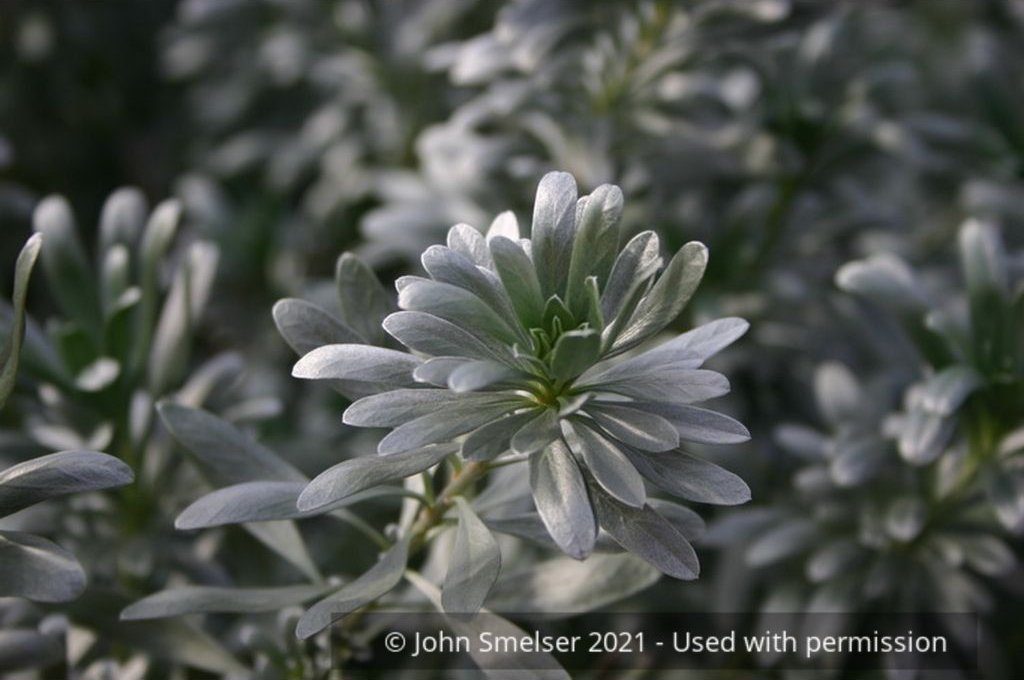 Shrubs ~ Convolvulus cneorum, Silverbush ~ Dancing Oaks Nursery and Gardens ~ Retail Nursery ~ Mail Order Nursery