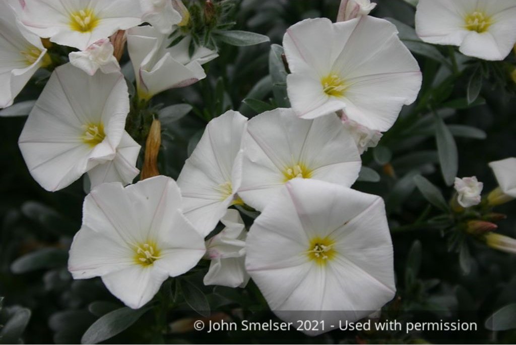Shrubs ~ Convolvulus cneorum, Silverbush ~ Dancing Oaks Nursery and Gardens ~ Retail Nursery ~ Mail Order Nursery