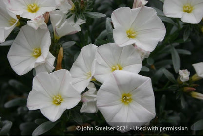Shrubs ~ Convolvulus cneorum, Silverbush ~ Dancing Oaks Nursery and Gardens ~ Retail Nursery ~ Mail Order Nursery
