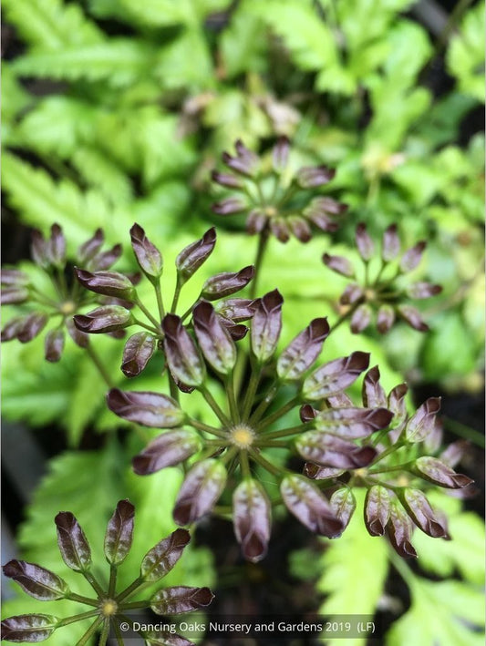 Perennials ~ Coptis omeiensis, Chinese Goldthread ~ Dancing Oaks Nursery and Gardens ~ Retail Nursery ~ Mail Order Nursery