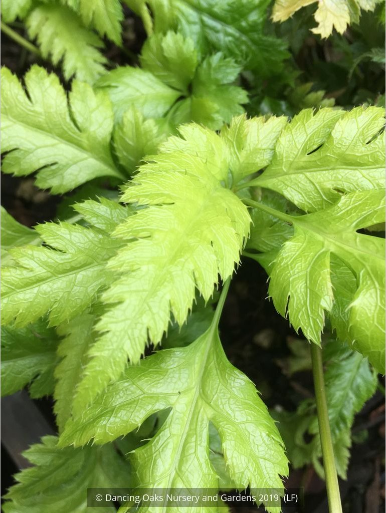Perennials ~ Coptis omeiensis, Chinese Goldthread ~ Dancing Oaks Nursery and Gardens ~ Retail Nursery ~ Mail Order Nursery