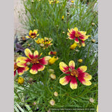 Perennials ~ Coreopsis Honeybunch™ 'Red & Gold', Tickseed ~ Dancing Oaks Nursery and Gardens ~ Retail Nursery ~ Mail Order Nursery