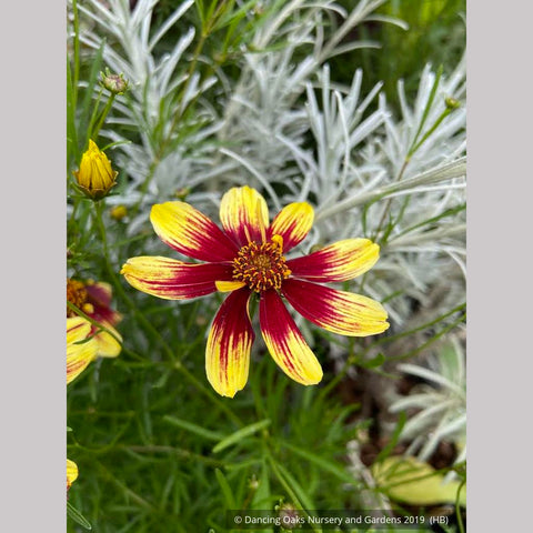 Perennials ~ Coreopsis Honeybunch™ 'Red & Gold', Tickseed ~ Dancing Oaks Nursery and Gardens ~ Retail Nursery ~ Mail Order Nursery