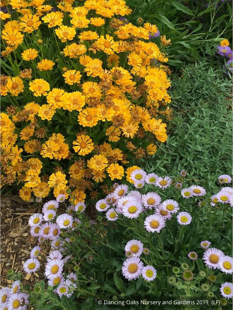 Perennials ~ Coreopsis Jethro Tull™ PP18,789, Tickseed ~ Dancing Oaks Nursery and Gardens ~ Retail Nursery ~ Mail Order Nursery