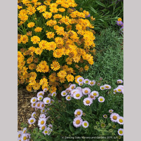 Perennials ~ Coreopsis Jethro Tull™ PP18,789, Tickseed ~ Dancing Oaks Nursery and Gardens ~ Retail Nursery ~ Mail Order Nursery