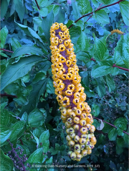 Perennials ~ Coriaria terminalis v. xanthocarpa (seedlings), Coriaria ~ Dancing Oaks Nursery and Gardens ~ Retail Nursery ~ Mail Order Nursery