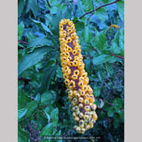 Perennials ~ Coriaria terminalis v. xanthocarpa (seedlings), Coriaria ~ Dancing Oaks Nursery and Gardens ~ Retail Nursery ~ Mail Order Nursery