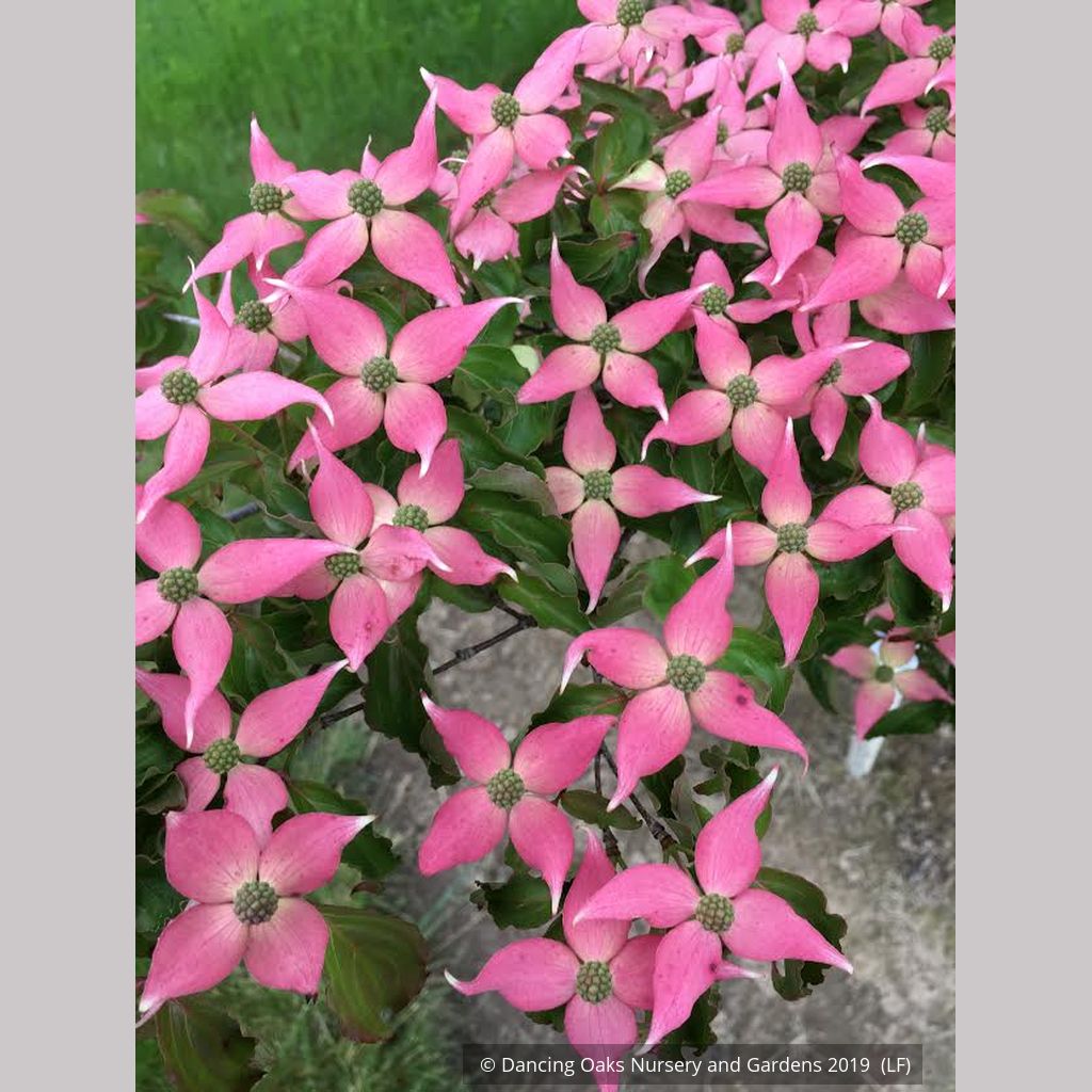 5 PINK DOGWOOD Tree Cornus Capitata Angustata Kousa