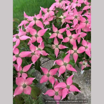 Trees ~ Cornus kousa 'Beni Fuji', Chinese Dogwood ~ Dancing Oaks Nursery and Gardens ~ Retail Nursery ~ Mail Order Nursery
