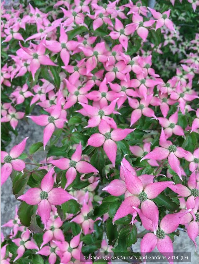Trees ~ Cornus kousa 'Beni Fuji', Chinese Dogwood ~ Dancing Oaks Nursery and Gardens ~ Retail Nursery ~ Mail Order Nursery