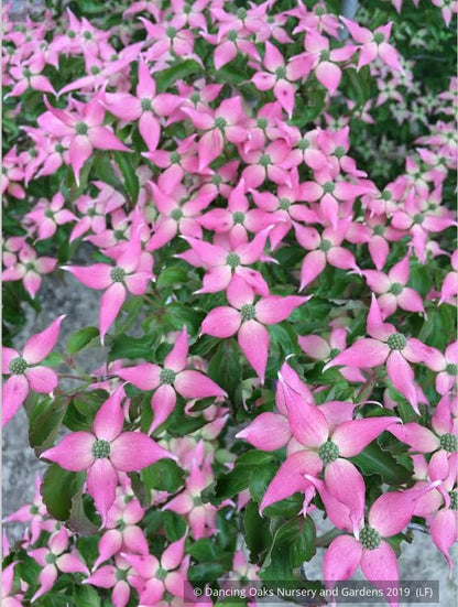 Trees ~ Cornus kousa 'Beni Fuji', Chinese Dogwood ~ Dancing Oaks Nursery and Gardens ~ Retail Nursery ~ Mail Order Nursery