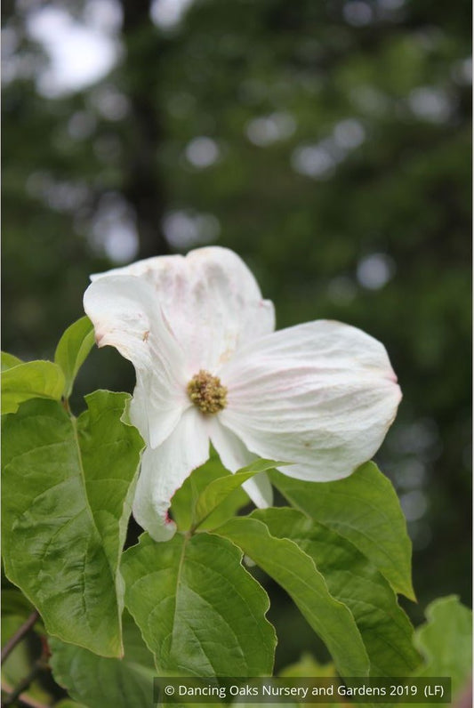 Trees ~ Cornus 'Eddie's White Wonder', Dogwood ~ Dancing Oaks Nursery and Gardens ~ Retail Nursery ~ Mail Order Nursery