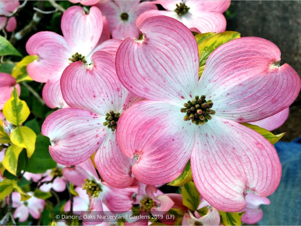 Trees ~ Cornus florida 'Cherokee Sunset', Variegated Dogwood ~ Dancing Oaks Nursery and Gardens ~ Retail Nursery ~ Mail Order Nursery