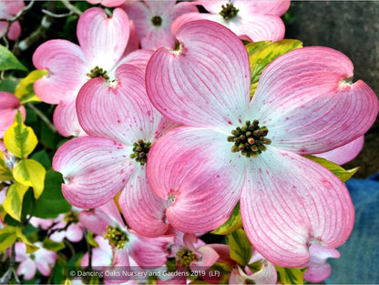 Trees ~ Cornus florida 'Cherokee Sunset', Variegated Dogwood ~ Dancing Oaks Nursery and Gardens ~ Retail Nursery ~ Mail Order Nursery