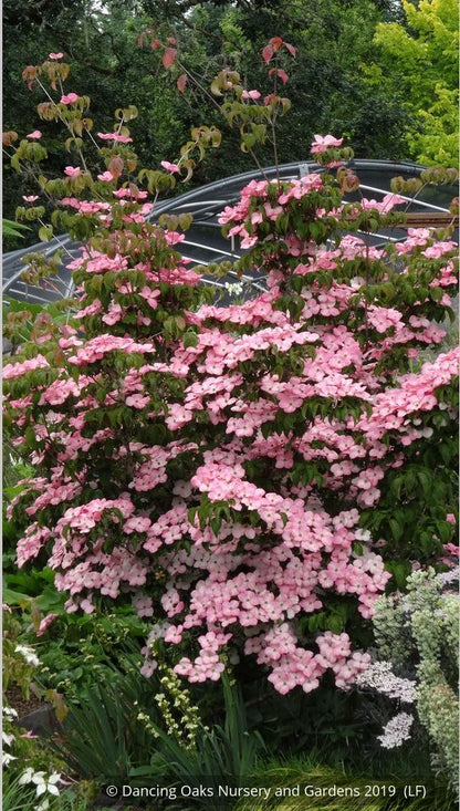 Trees ~ Cornus kousa 'Heart Throb', Pink Kousa Dogwood ~ Dancing Oaks Nursery and Gardens ~ Retail Nursery ~ Mail Order Nursery