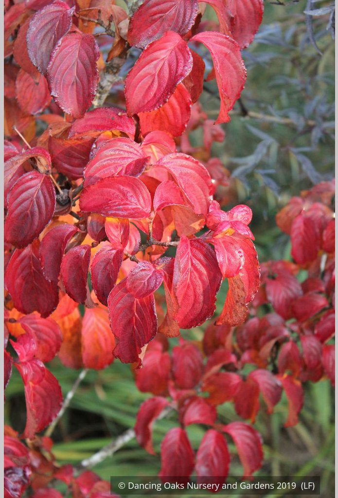 Trees ~ Cornus kousa 'Heart Throb', Pink Kousa Dogwood ~ Dancing Oaks Nursery and Gardens ~ Retail Nursery ~ Mail Order Nursery