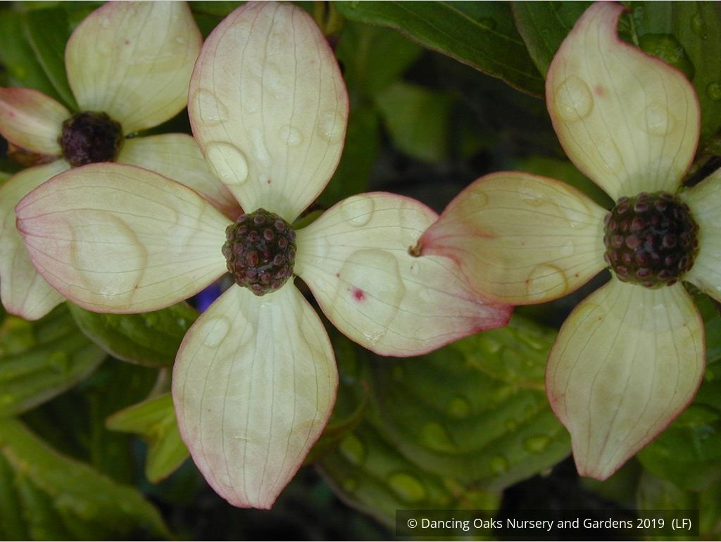 Trees ~ Cornus kousa 'Heart Throb', Pink Kousa Dogwood ~ Dancing Oaks Nursery and Gardens ~ Retail Nursery ~ Mail Order Nursery