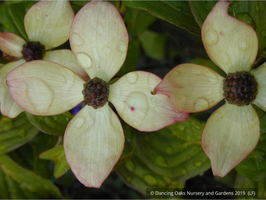 Trees ~ Cornus kousa 'Heart Throb', Pink Kousa Dogwood ~ Dancing Oaks Nursery and Gardens ~ Retail Nursery ~ Mail Order Nursery