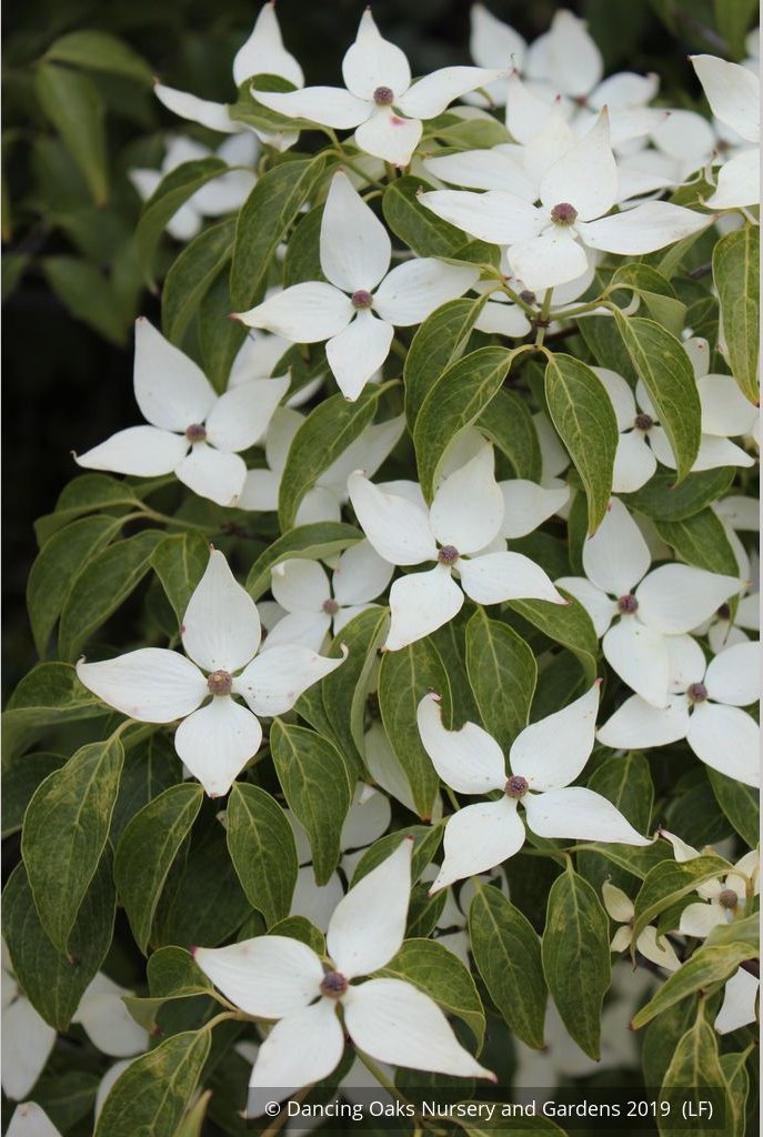 Trees ~ Cornus kousa 'Milky Way', Kousa Dogwood ~ Dancing Oaks Nursery and Gardens ~ Retail Nursery ~ Mail Order Nursery