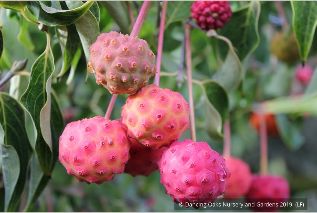 Trees ~ Cornus kousa 'Milky Way', Kousa Dogwood ~ Dancing Oaks Nursery and Gardens ~ Retail Nursery ~ Mail Order Nursery