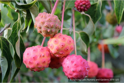 Trees ~ Cornus kousa 'Milky Way', Kousa Dogwood ~ Dancing Oaks Nursery and Gardens ~ Retail Nursery ~ Mail Order Nursery