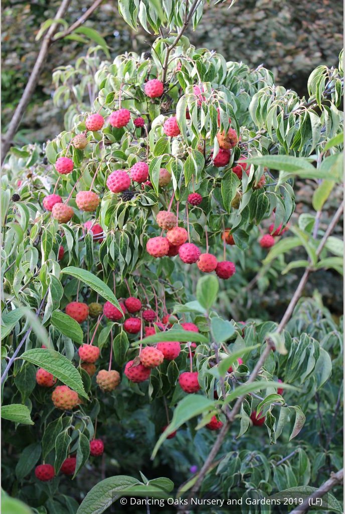 Trees ~ Cornus kousa 'Milky Way', Kousa Dogwood ~ Dancing Oaks Nursery and Gardens ~ Retail Nursery ~ Mail Order Nursery