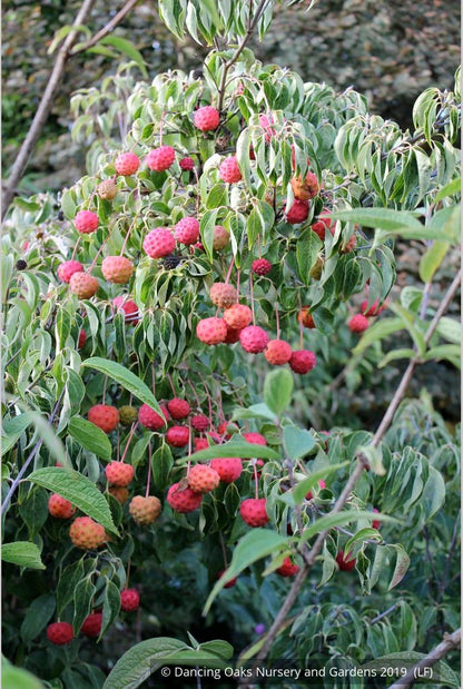 Trees ~ Cornus kousa 'Milky Way', Kousa Dogwood ~ Dancing Oaks Nursery and Gardens ~ Retail Nursery ~ Mail Order Nursery