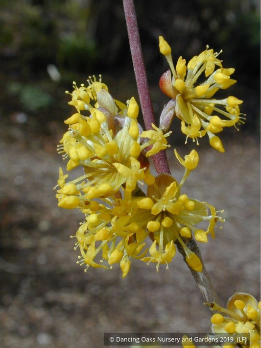 Trees ~ Cornus mas Golden Glory', Cornelian Cherry ~ Dancing Oaks Nursery and Gardens ~ Retail Nursery ~ Mail Order Nursery