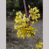 Trees ~ Cornus mas Golden Glory', Cornelian Cherry ~ Dancing Oaks Nursery and Gardens ~ Retail Nursery ~ Mail Order Nursery