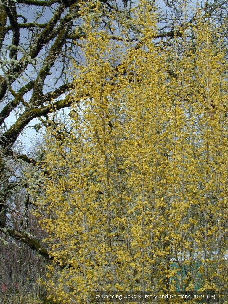 Trees ~ Cornus mas, Cornelian Cherry Dogwood ~ Dancing Oaks Nursery and Gardens ~ Retail Nursery ~ Mail Order Nursery