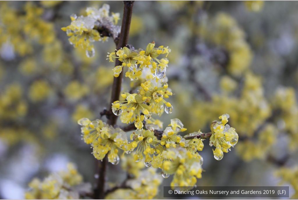 Trees ~ Cornus mas, Cornelian Cherry Dogwood ~ Dancing Oaks Nursery and Gardens ~ Retail Nursery ~ Mail Order Nursery