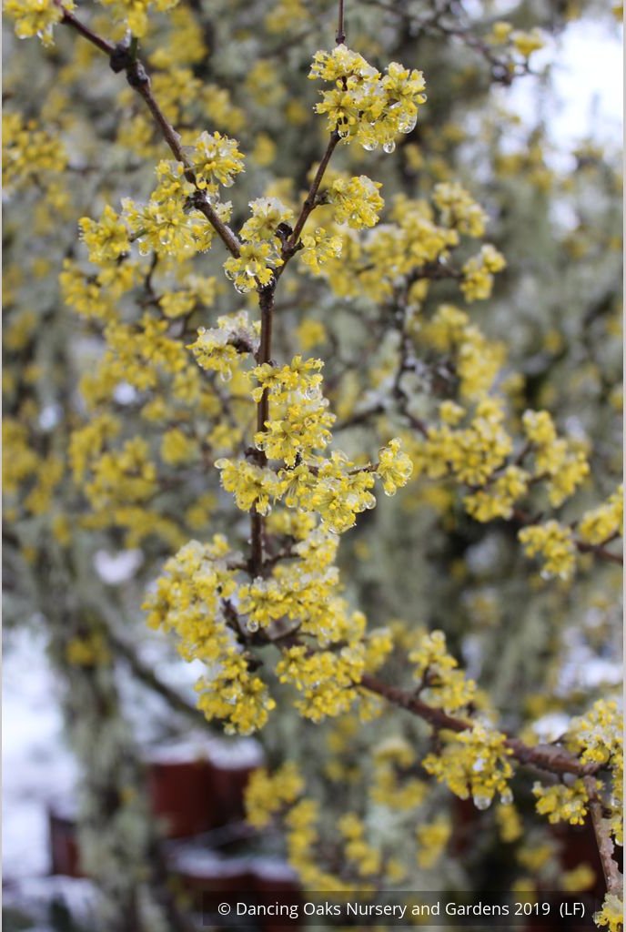 Trees ~ Cornus mas, Cornelian Cherry Dogwood ~ Dancing Oaks Nursery and Gardens ~ Retail Nursery ~ Mail Order Nursery