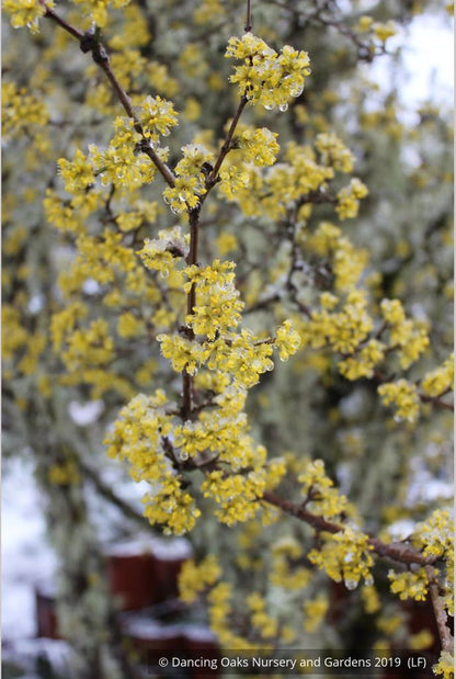 Trees ~ Cornus mas, Cornelian Cherry Dogwood ~ Dancing Oaks Nursery and Gardens ~ Retail Nursery ~ Mail Order Nursery