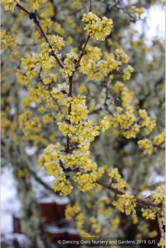 Trees ~ Cornus mas, Cornelian Cherry Dogwood ~ Dancing Oaks Nursery and Gardens ~ Retail Nursery ~ Mail Order Nursery