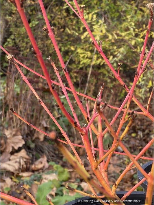 Cornus sanguinea 'Midwinter Fire', No shipping FL