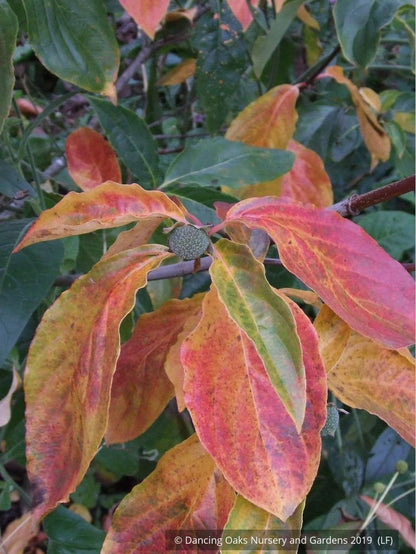 Trees ~ Cornus nuttallii 'Colrigo Giant', Western Dogwood ~ Dancing Oaks Nursery and Gardens ~ Retail Nursery ~ Mail Order Nursery