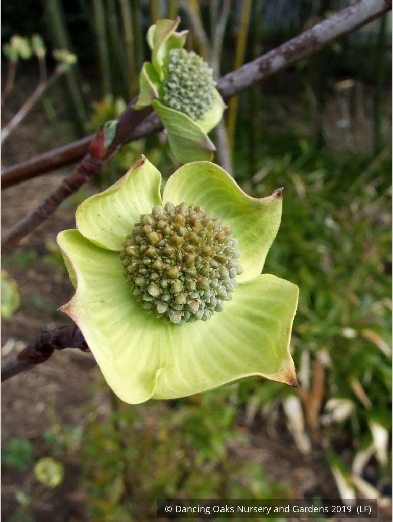 Trees ~ Cornus nuttallii 'Colrigo Giant', Western Dogwood ~ Dancing Oaks Nursery and Gardens ~ Retail Nursery ~ Mail Order Nursery