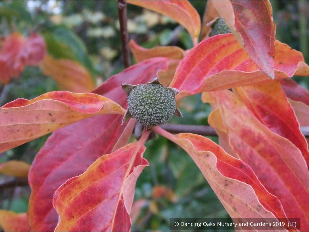 Trees ~ Cornus nuttallii 'Colrigo Giant', Western Dogwood ~ Dancing Oaks Nursery and Gardens ~ Retail Nursery ~ Mail Order Nursery